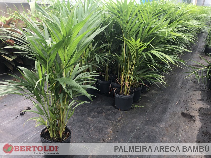 Palmeira Areca Bambú 0,60m 